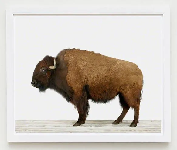 American Buffalo Print