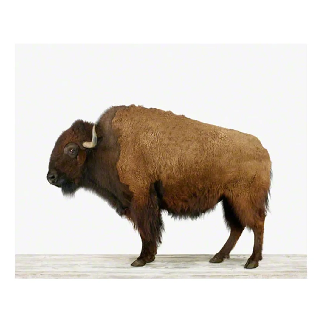 American Buffalo Print