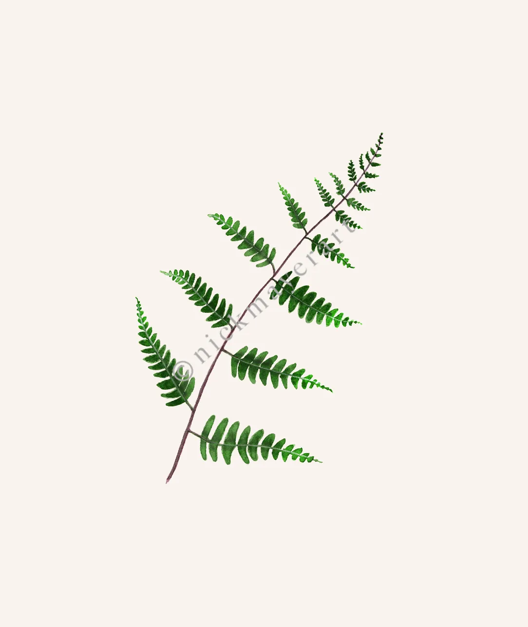 Goldie's Wood Fern Print